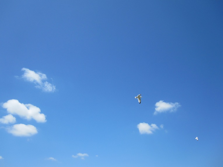 bird in blue sky
